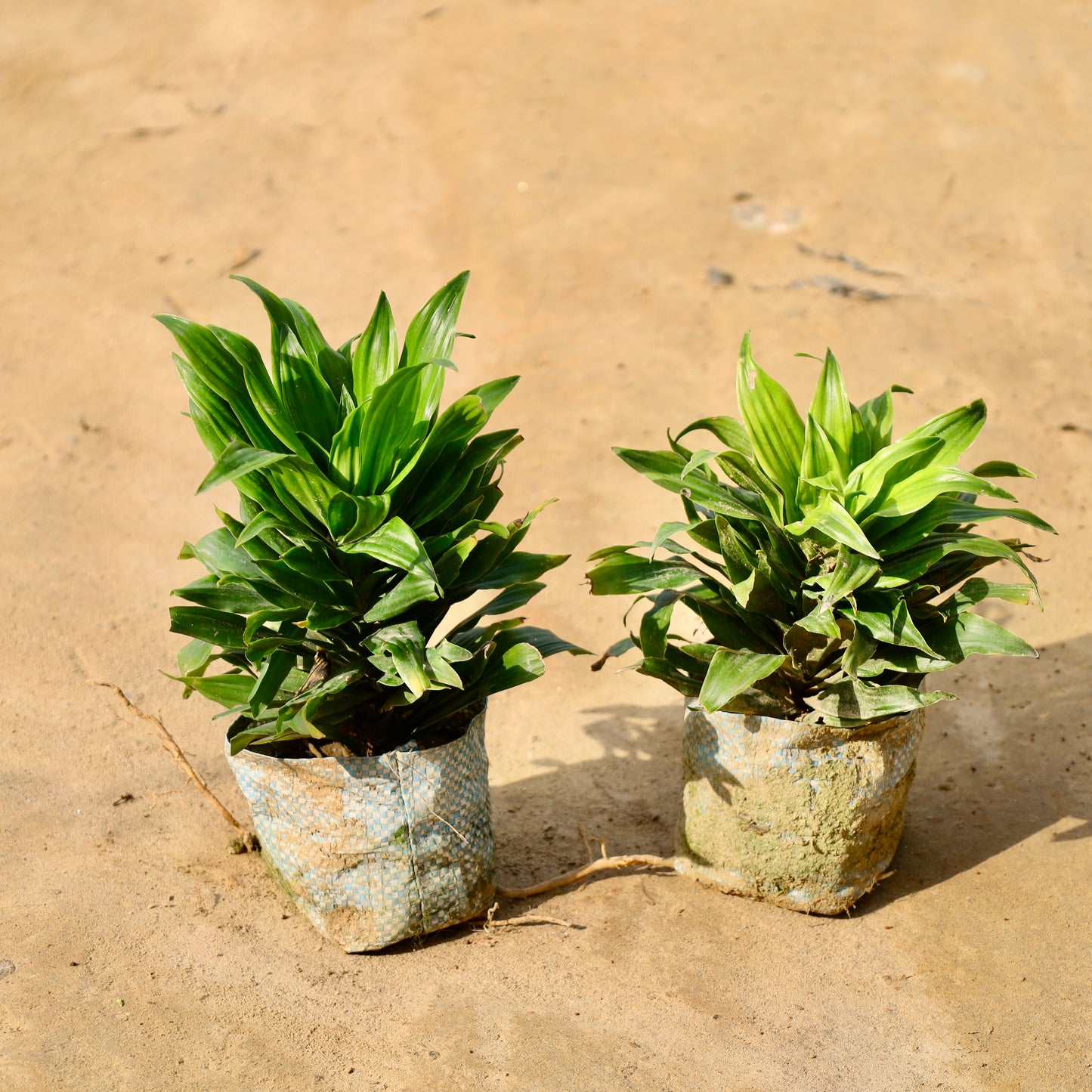 Set of 2 Dracaena compacta | 4 inch nursery bag