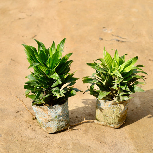 Set of 2 Dracaena compacta | 4 inch nursery bag