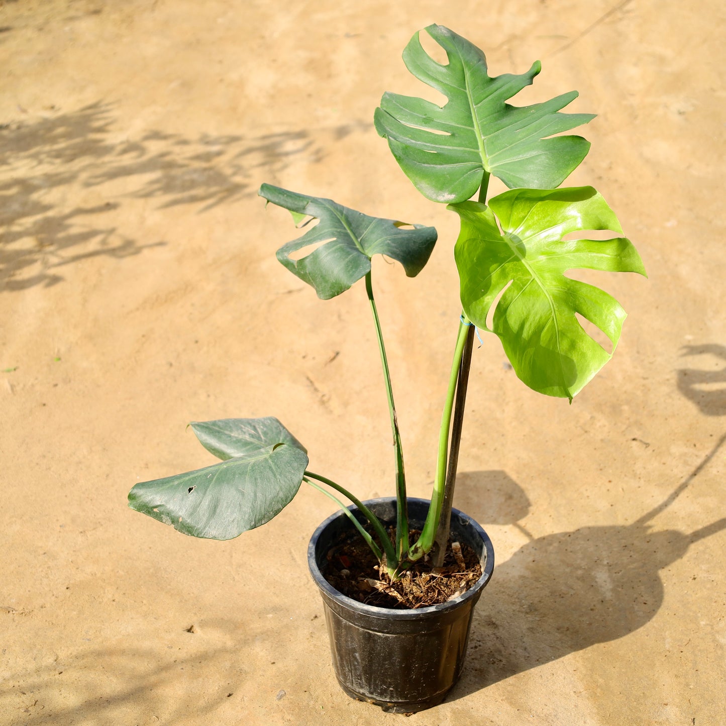 Monstera deliciosa | 8 inch nursery pot