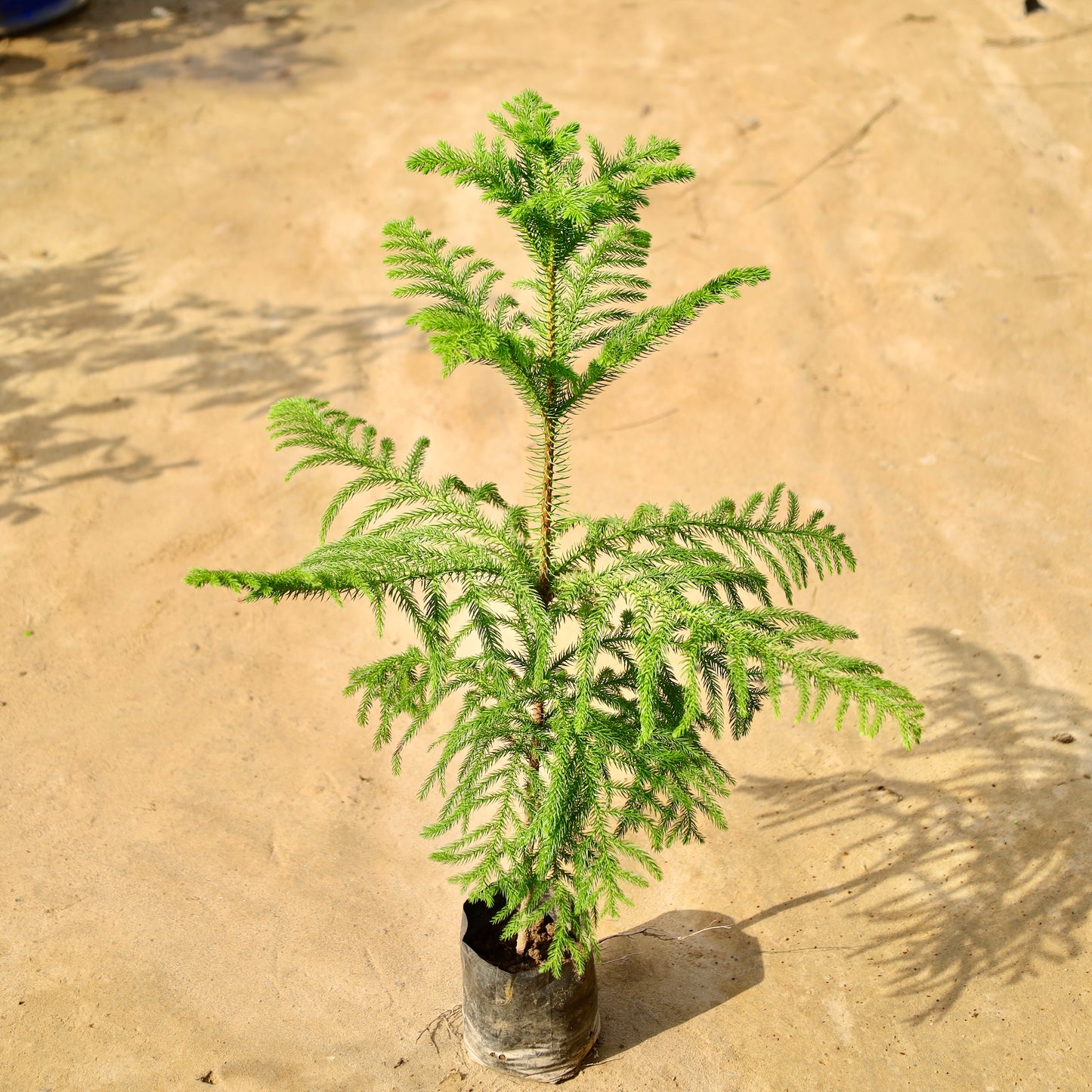 araucaria christmas tree (~1.5-2 ft ) in 4 inch nursery bag