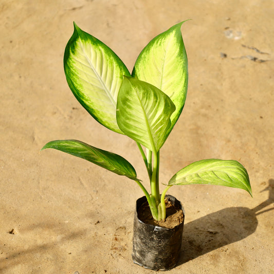 Aglaonema Mary Gold | 4 inch nursery bag