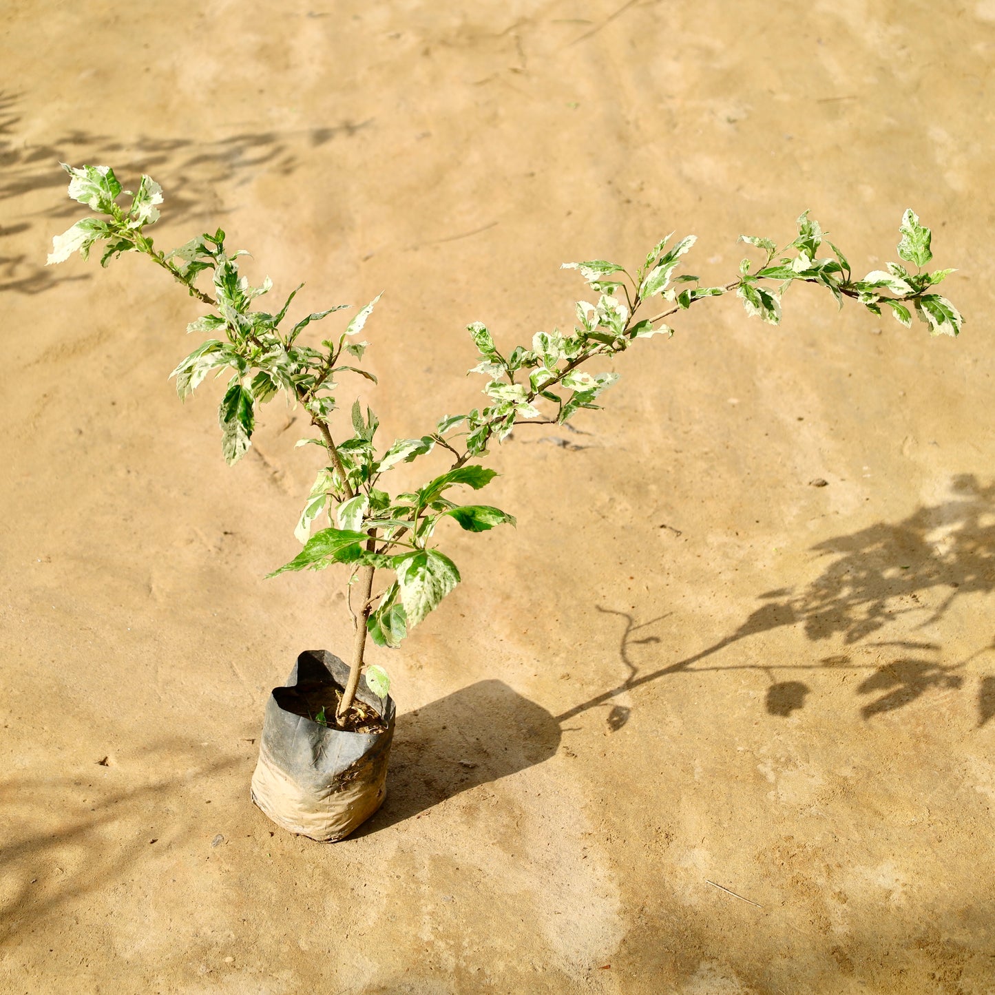 Hibiscus Varieagated | 6 inch Nursery Bag