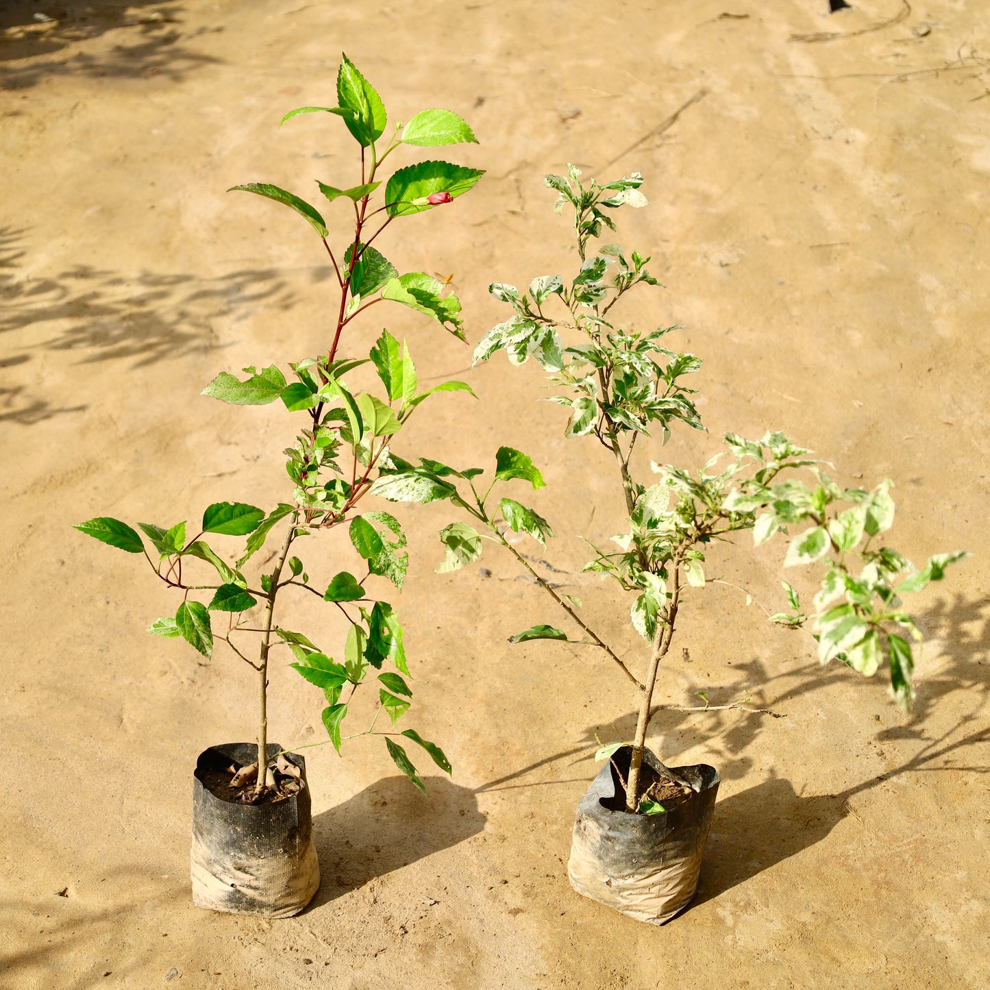 Set of 2 Hibiscus red and Varieagated in 6 inch nursery bag