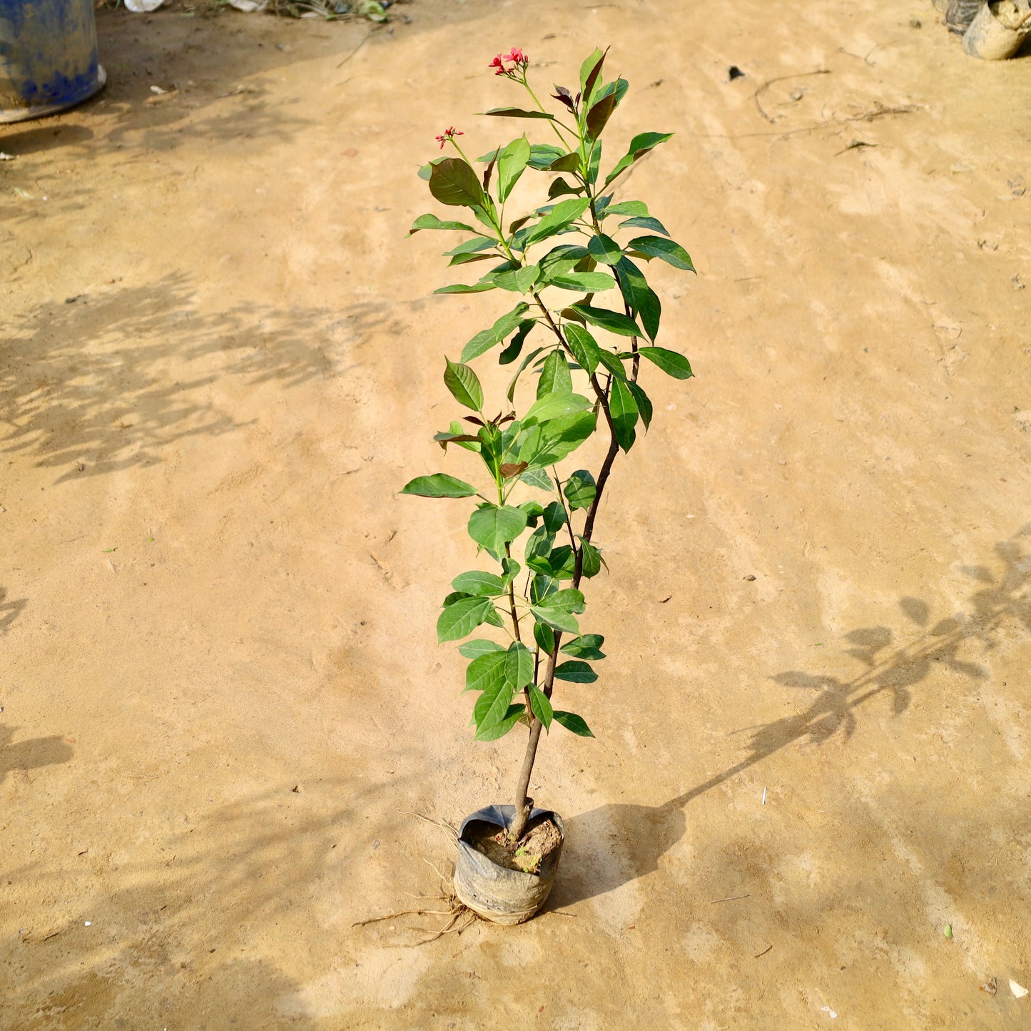 Jatropha desi red | 8 inch nursery bag