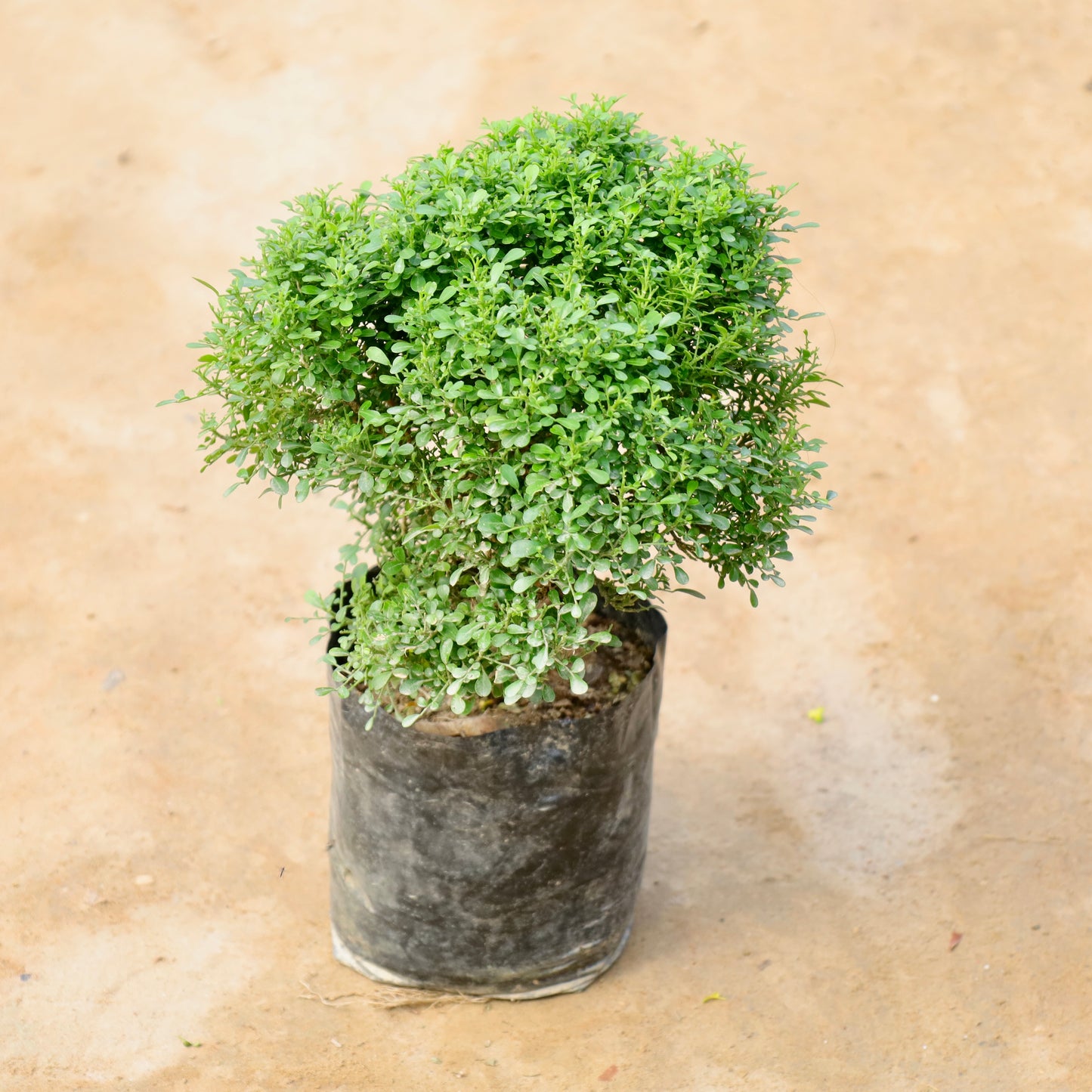 Table Kamini  Big Bushy | 8 inch nursery bag