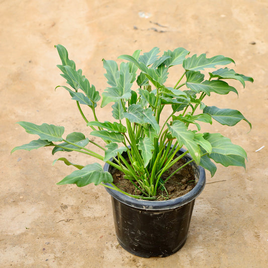 Xanadu Green | 8 inch Nursery pot