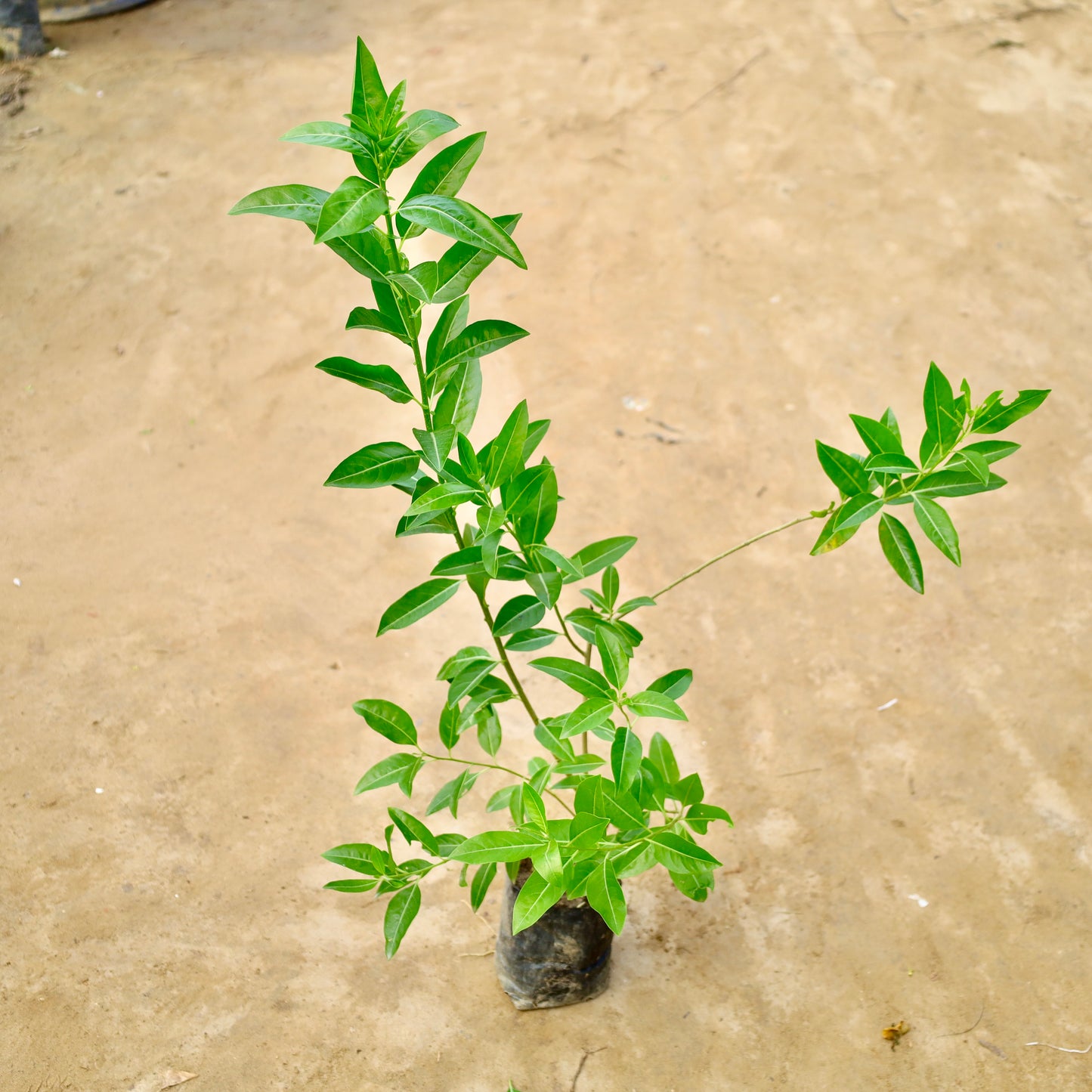 Din Ka raja / Day blooming Jasmin | 4 inch nursery bag