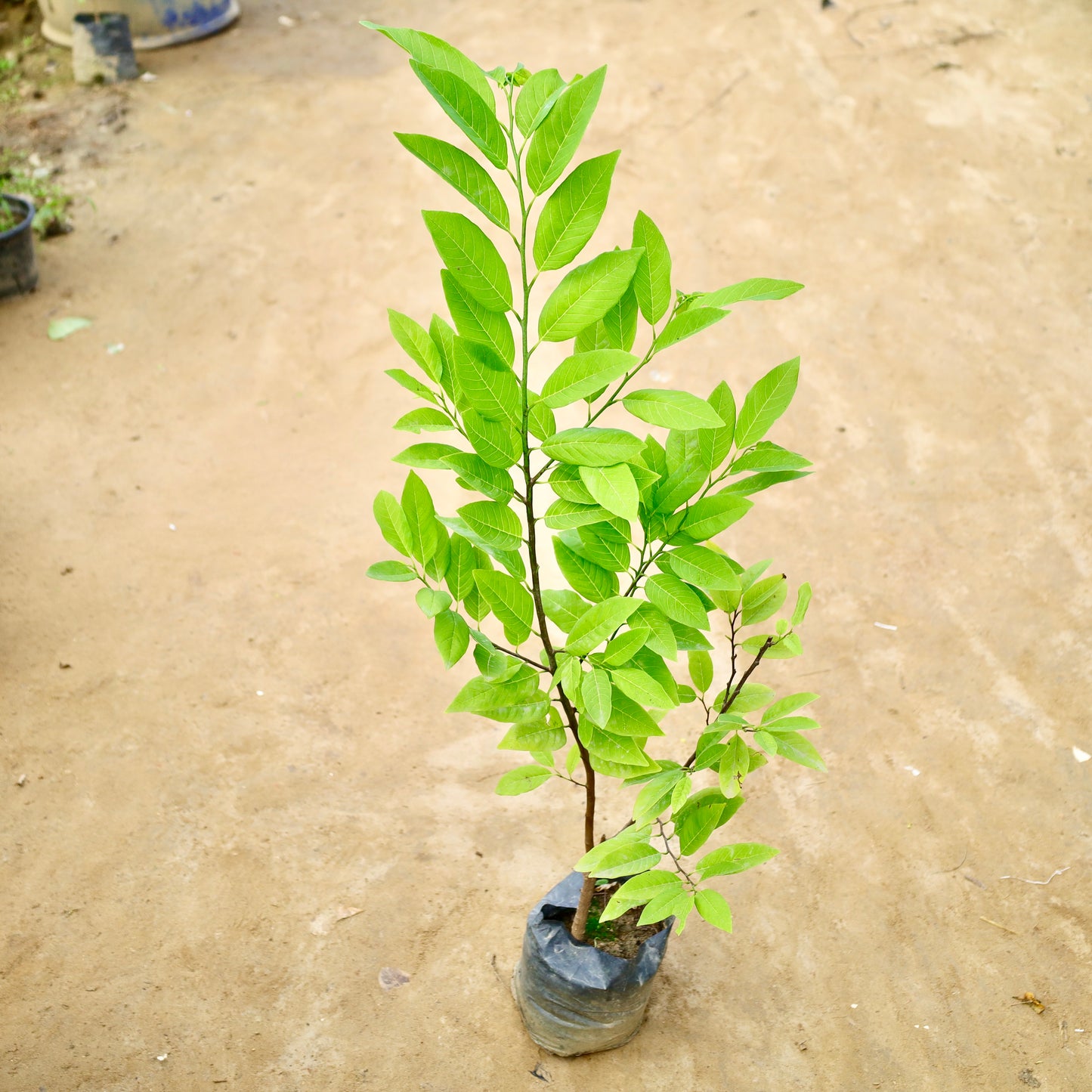 Sarifa / Custard apple | 6 inch nursery bag