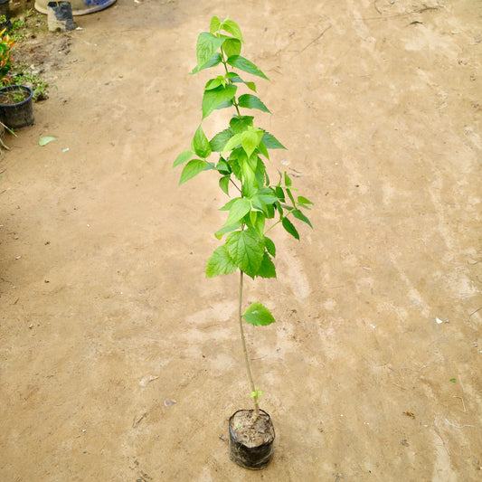 Harsingar / Parijat (~3-4 ft ) Pune Variety | 6 inch nursery bag