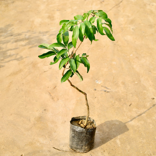 Litchi / lychee Fruit Plant | 6 inch nursery bag