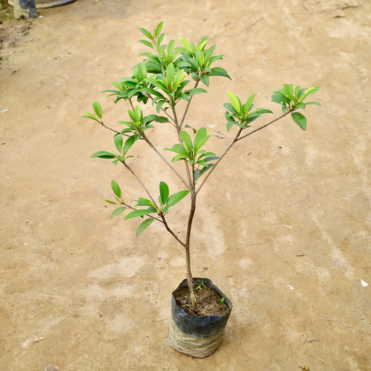 Buy Chiku / Sapota fruit plant 8 Inch Plant nursery bag โ Outdoor plant online at Limkrt India