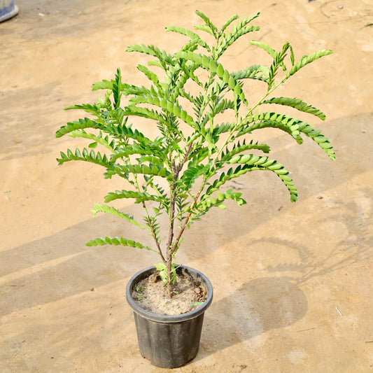 Aamras Green Flowering Plant | 8 inch nursery pot