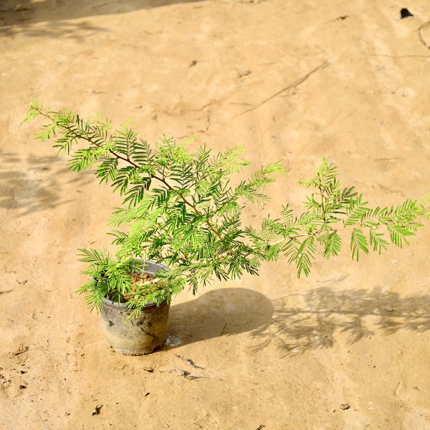 Holi Shami (~2-3 ft) | 6 inch nursery pot