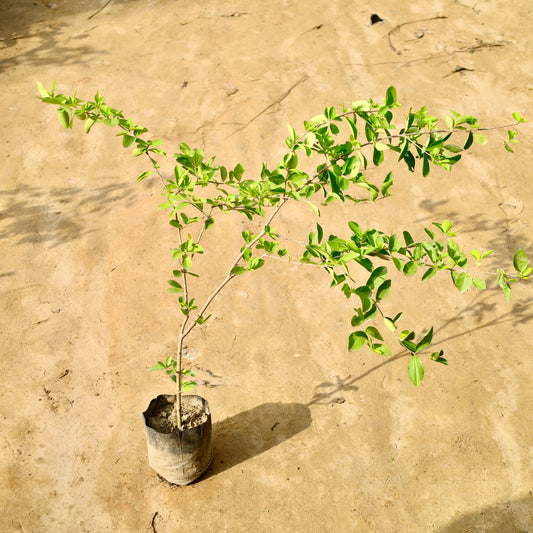 Buy Cherry Fruit Plant | 6 Inch Plant nursery bag โ Outdoor plant online at Limkrt India