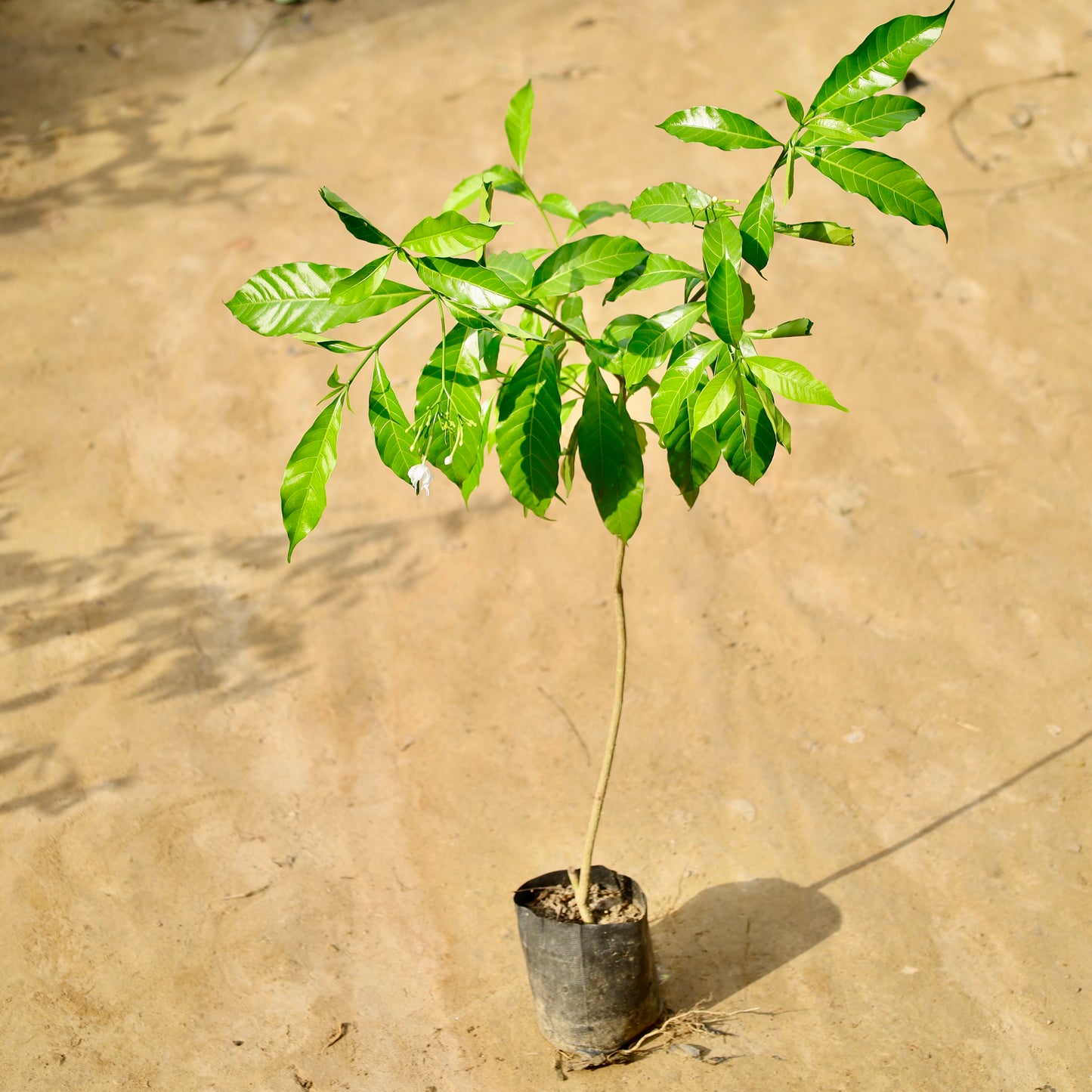 Chandni desi | 5 inch nursery bag