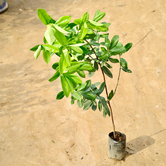 Buy All Spice / Masala Plant / Laung Plant | 6 Inch Plant nursery bag โ Outdoor plant online at Limkrt India