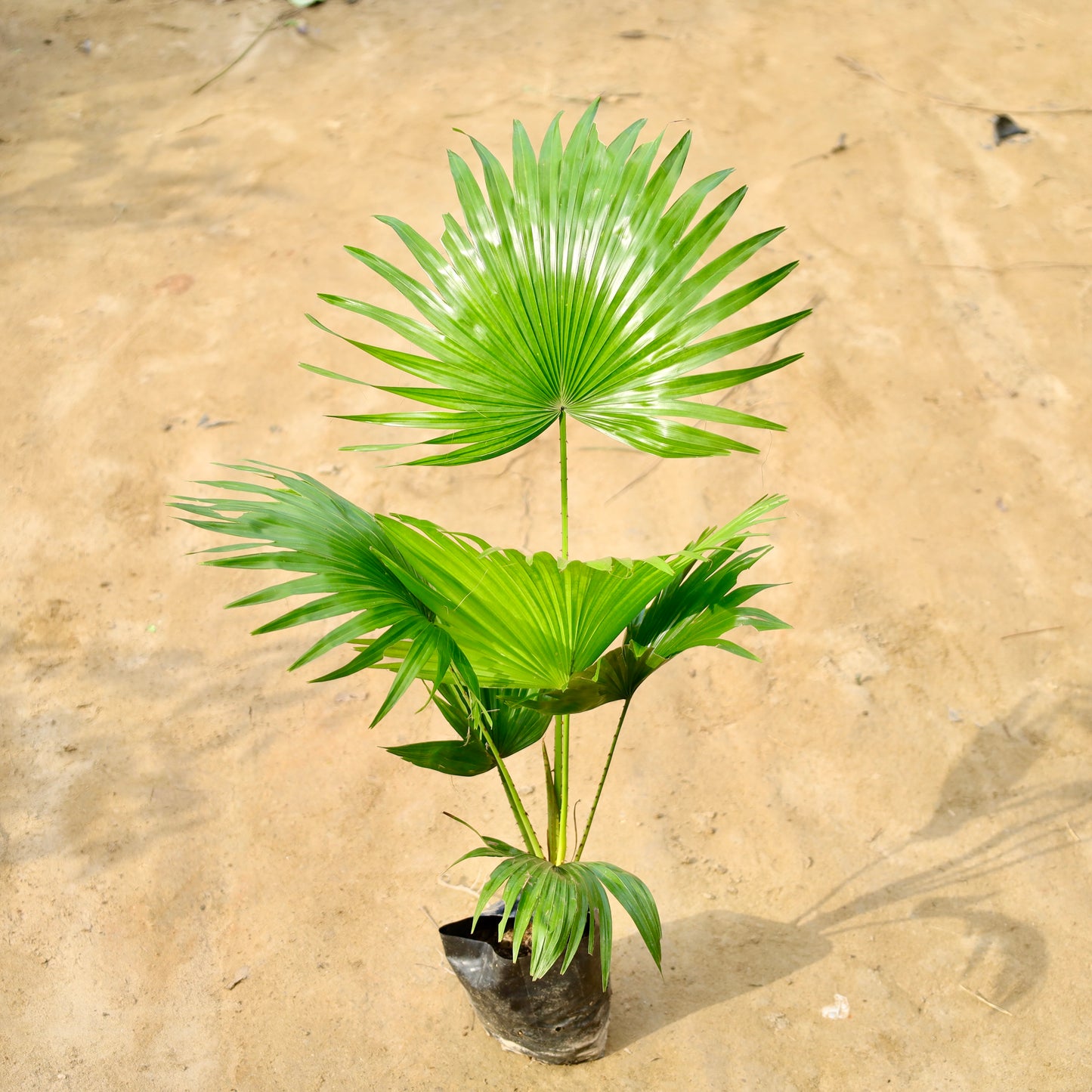 China Palm/ Fan palm (~1.5-2 ft) | 4 inch nursery bag