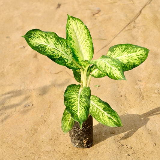 Tropical snow Sparkle | 4 inch nursery bag