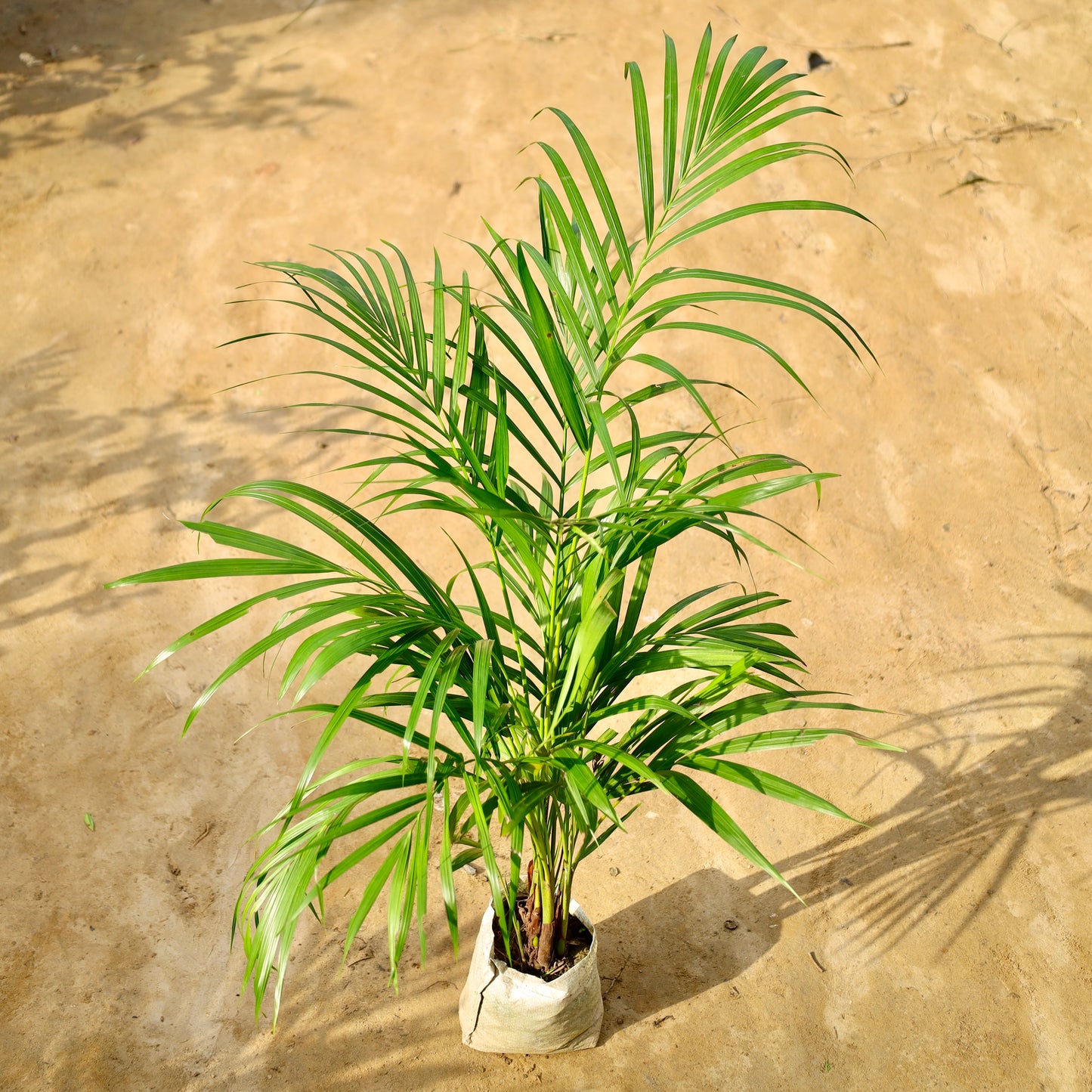 Areca Palm (~2 ft ) | 5 inch nursery bag
