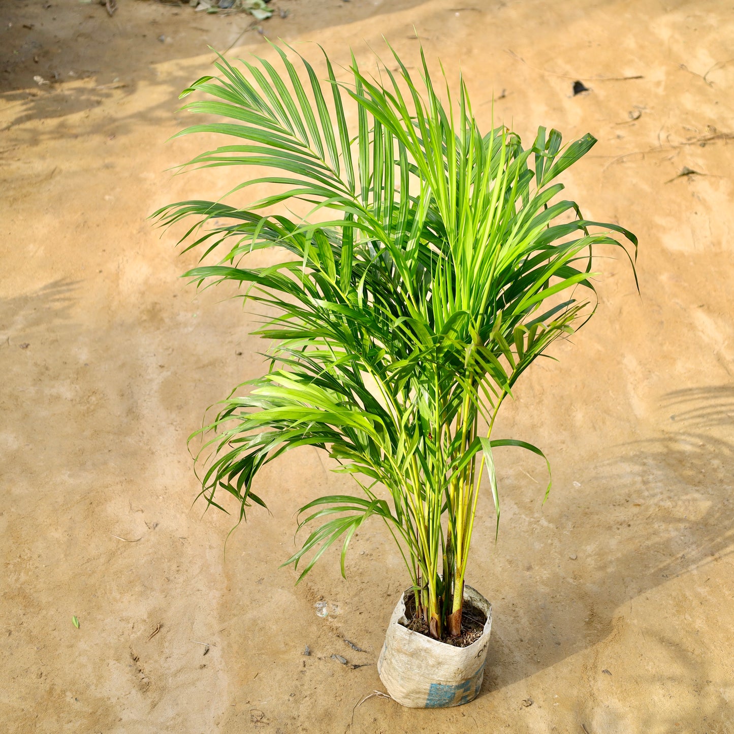 Areca Palm (~3-4 ft ) | 8 inch nursery bag