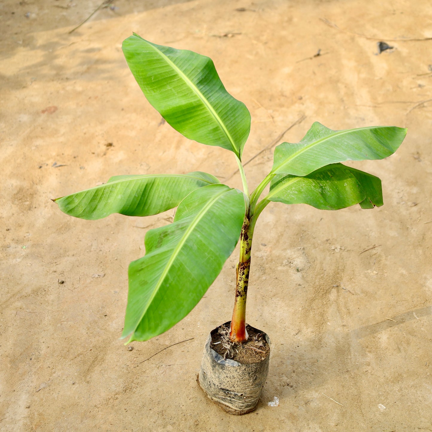 Banana Plant  | 8 inch nursery bag