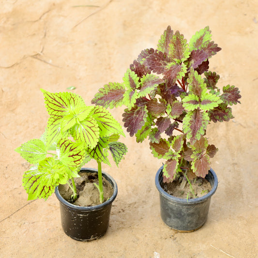 Set of 2 Coleus Green and Brown | 4 inch nursery pot
