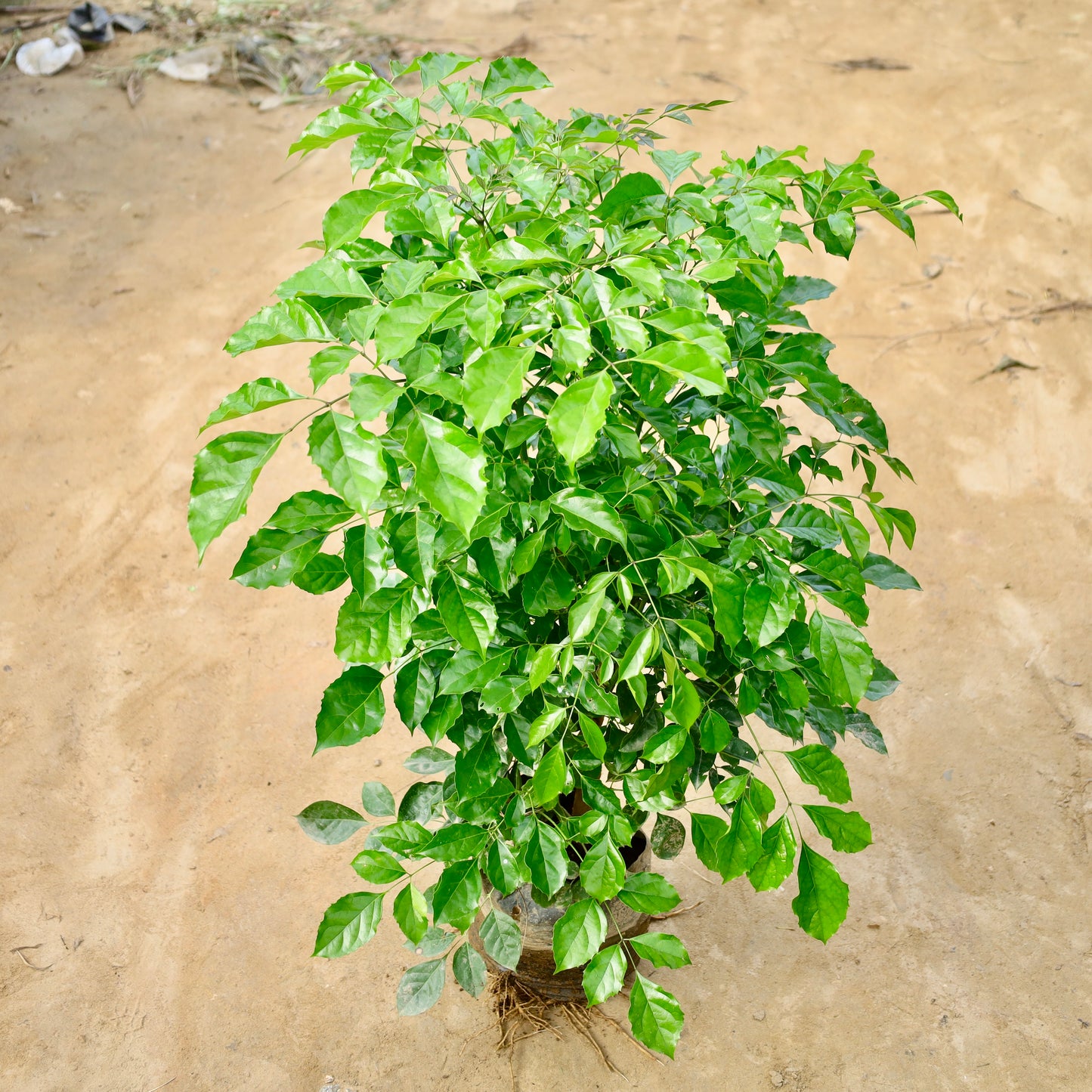 China Doll / Radermachera Bushy (~3-4 ft)  in 10 Inch Nursery Bag