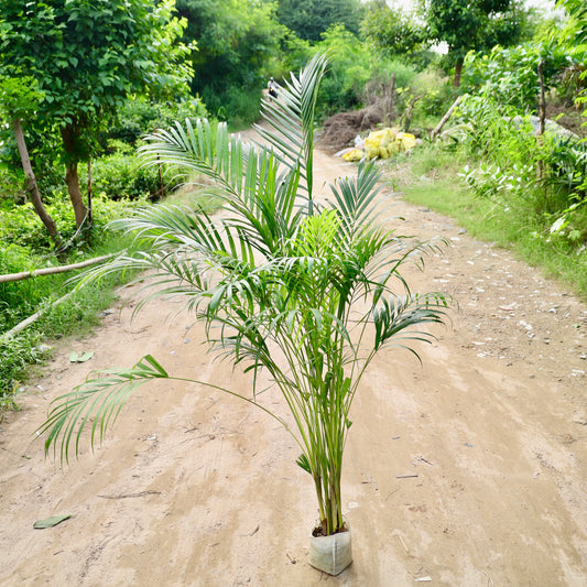 Areca Palm (~5 ft) | 8 inch nursery bag