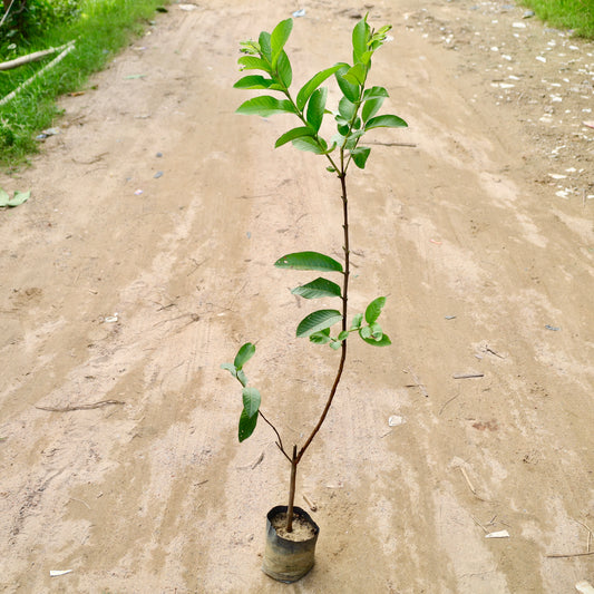 Buy Amrood / Guava All time (~3-4 ft ) | 8 Inch Plant nursery bag โ Outdoor plant online at Limkrt India