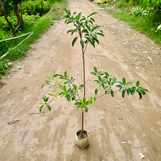 Buy Chiku / Sapota fruit plant (~4-5 ft) | 8 Inch Plant nursery bag โ Outdoor plant online at Limkrt India