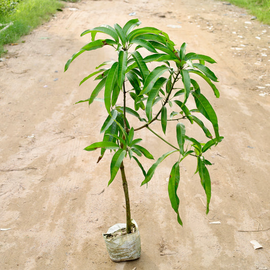 Buy Mango grafted Mallika | 8 Inch Plant nursery bag โ Outdoor plant online at Limkrt India