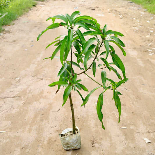 Mango grafted Mallika | 8 inch nursery bag