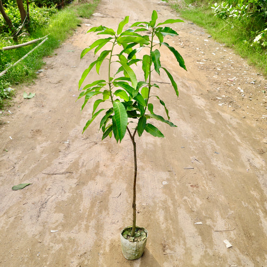 Mango Grafted Thai | 8 inch Nursery bag