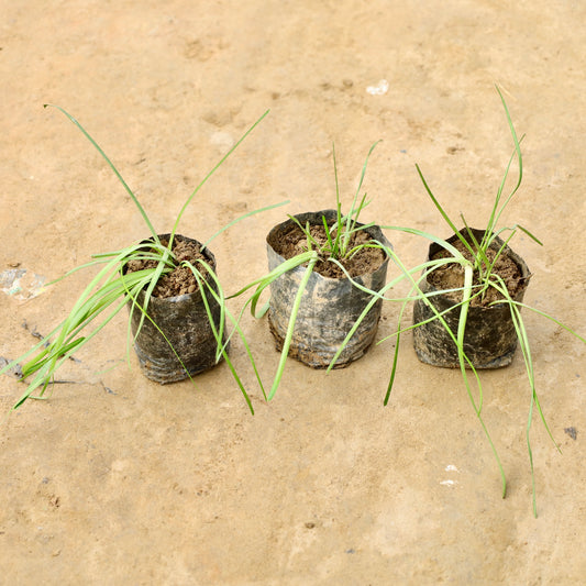 Set of 3 Rain lily pink | 4 inch nursery bag