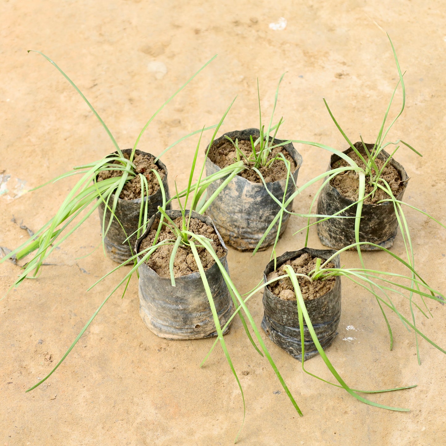 Set of 5 rain lily pink | 4 inch nursery bag