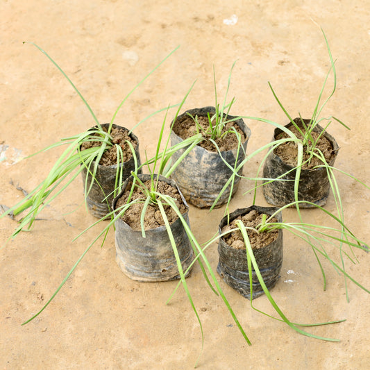 Set of 5 rain lily pink | 4 inch nursery bag