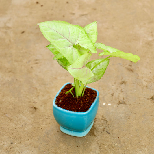 Syngonium Golden / Neon | 3 inch Blue square ceramic pot