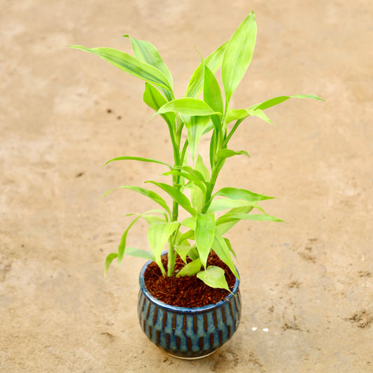 Golden Lucky bamboo | 4 inch Blue shaded textured ceramic pot