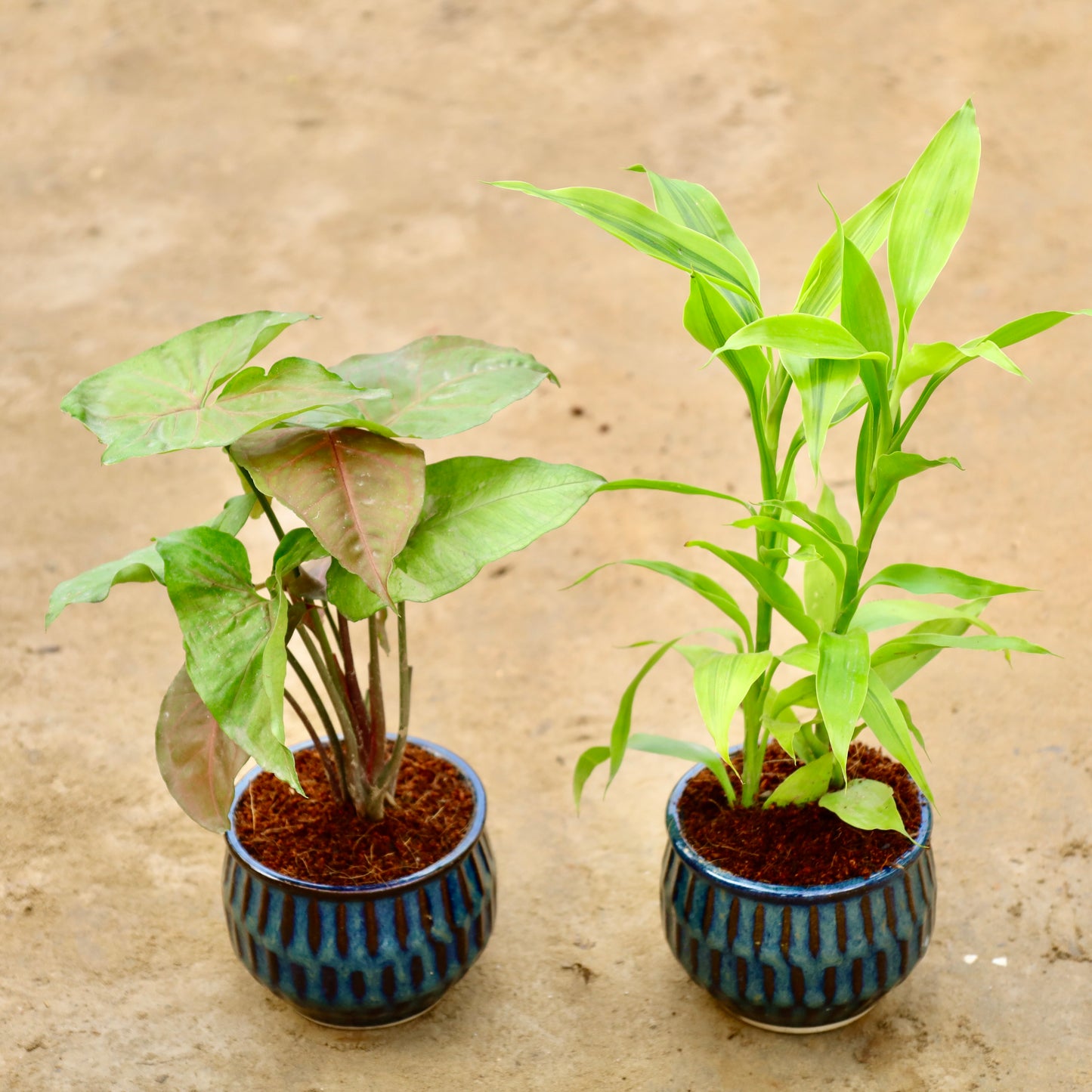 Set of 2 Syngonium Bronze and Golden Lucky bamboo | 4 inch Blue shaded textured Ceramic pot