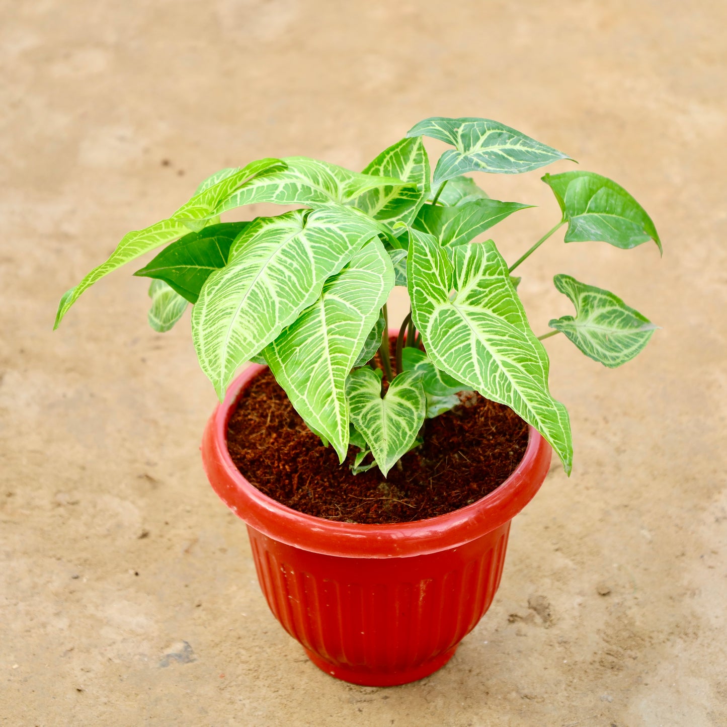 Syngonium Light Green (~1 ft) in 8 inch Red Olive Plastic pot
