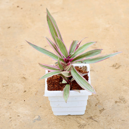 Roheo Durangi Pink | 4 inch white marble square pot