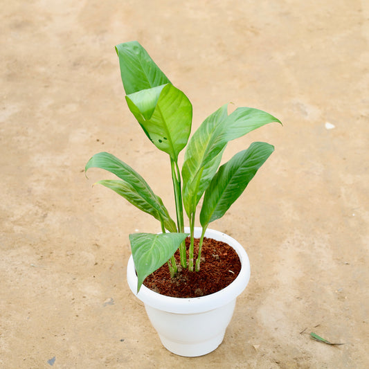 Peace Lily in 8 inch white classy plastic pot