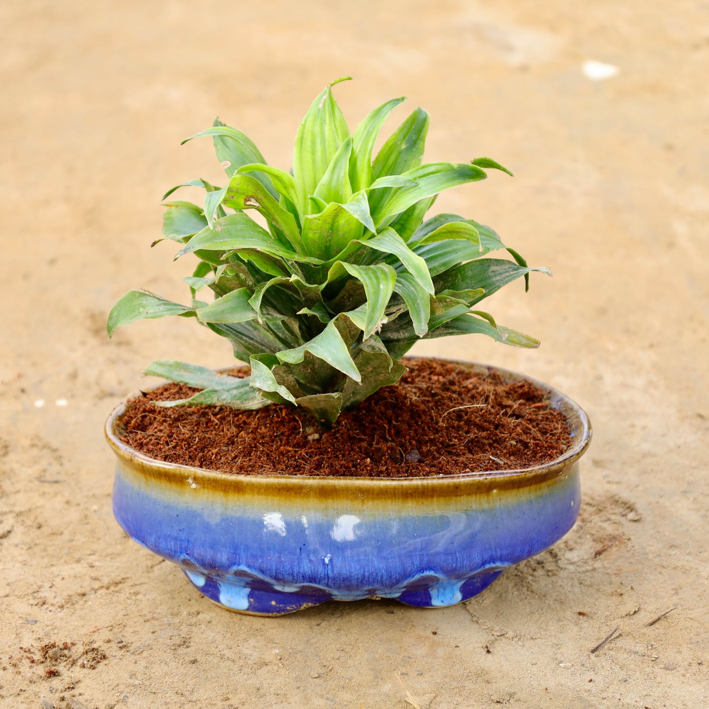 Dracaena Compacta | 6X8 inch Oval ceramic bonsai Planter
