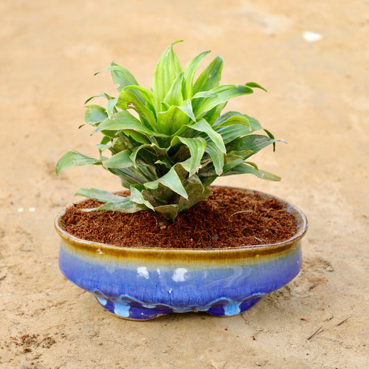 Dracaena Compacta | 6X8 inch Oval ceramic bonsai Planter