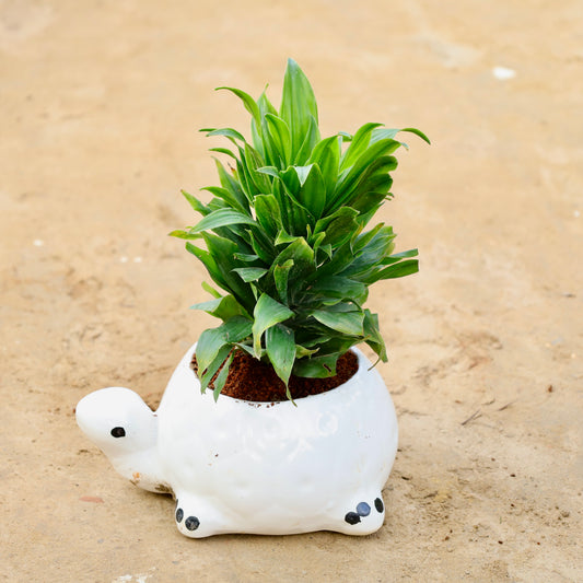 Dracaena Compacta | 6 in white turtle Ceramic pot