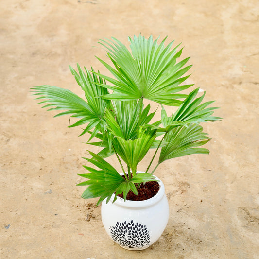 China Palm / Fan Palm | 6 inch mataka Ceramic pot (Any colour & Design)