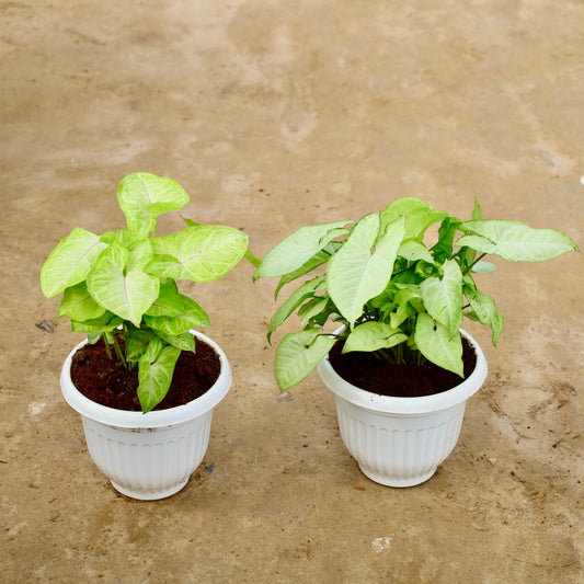 Set of 2 syngonium Golden and white | 8 inch white olive plastic pot