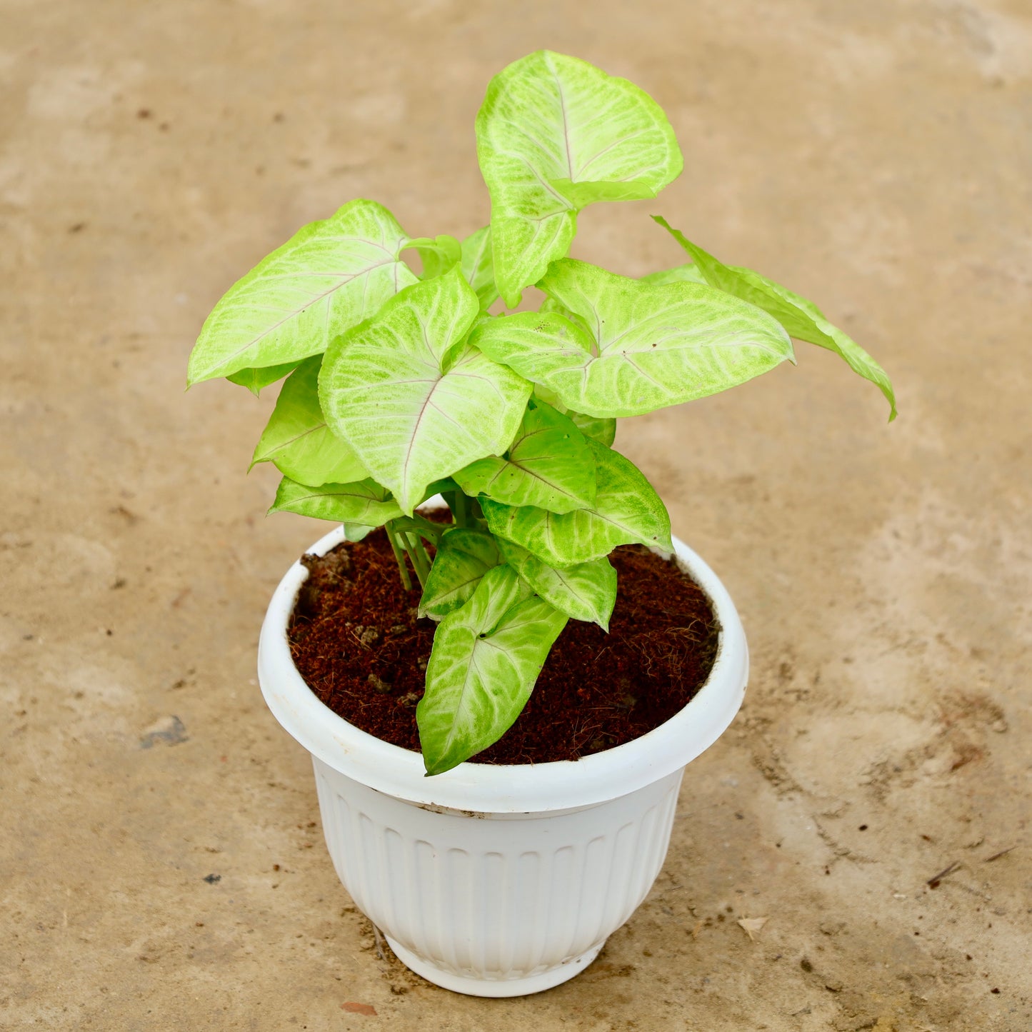 Syngonium Golden / Neon | 8 inch white olive plastic pot
