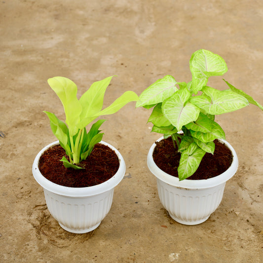 Set of 2 Philodendron Golden Ceylon and syngonium Golden | 8 inch white olive Plastic pot