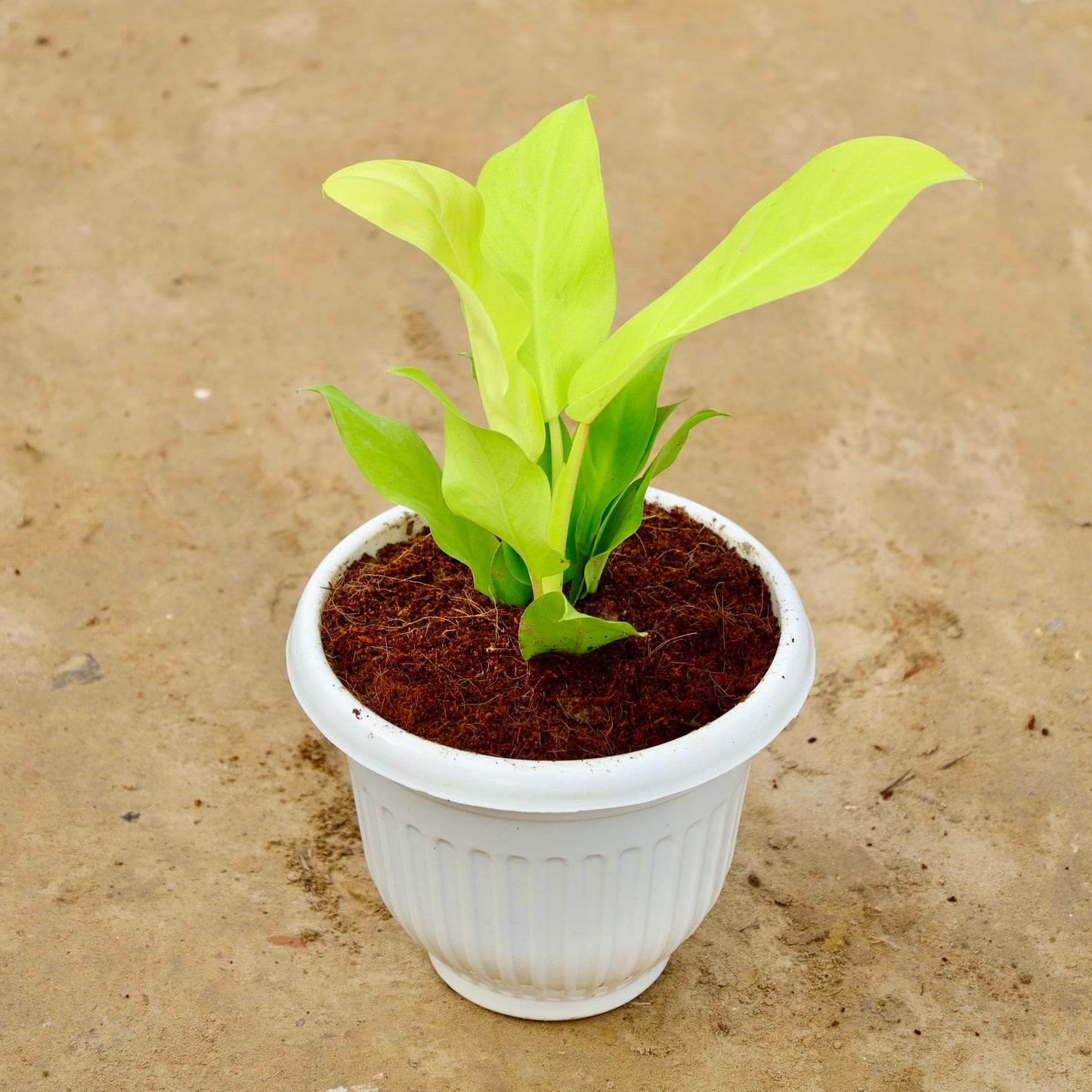 Philodendron Golden Ceylon | 8 inch white olive plastic pot